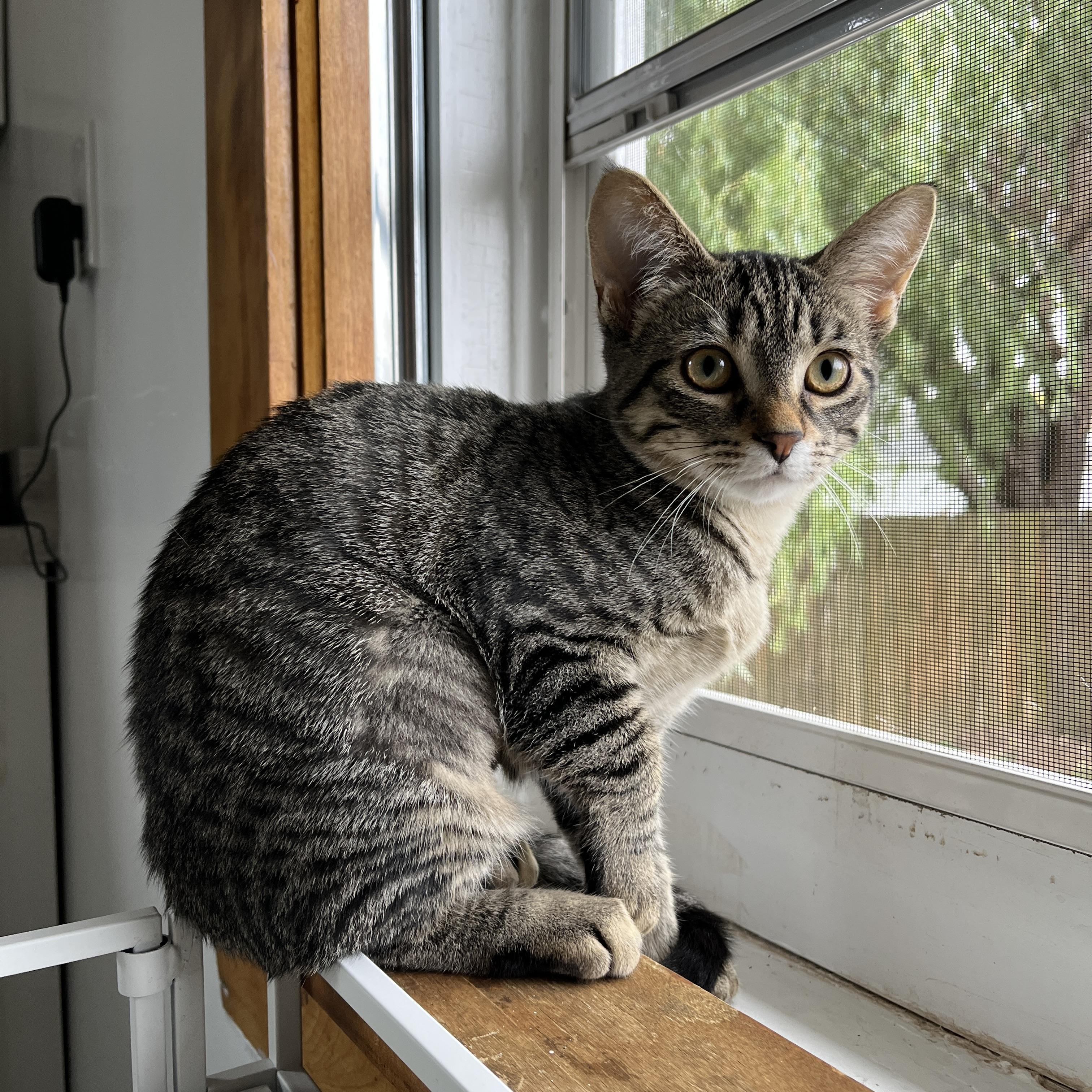 Enlarge Kiwi & Mango, a Adoption Pending Domestic Short Hair in Neenah, WI image 6/6