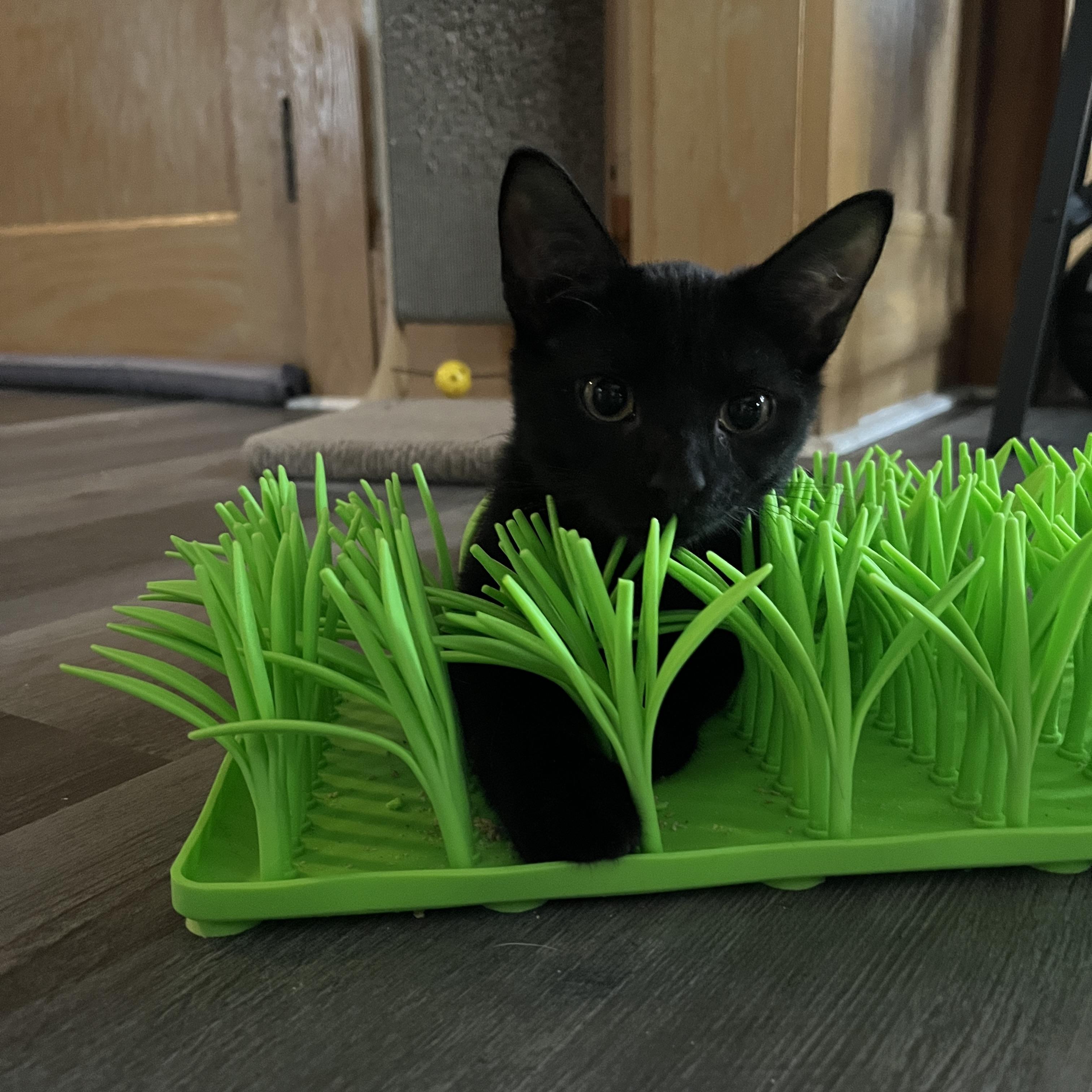 Enlarge Kiwi & Mango, a Adoption Pending Domestic Short Hair in Neenah, WI image 3/6