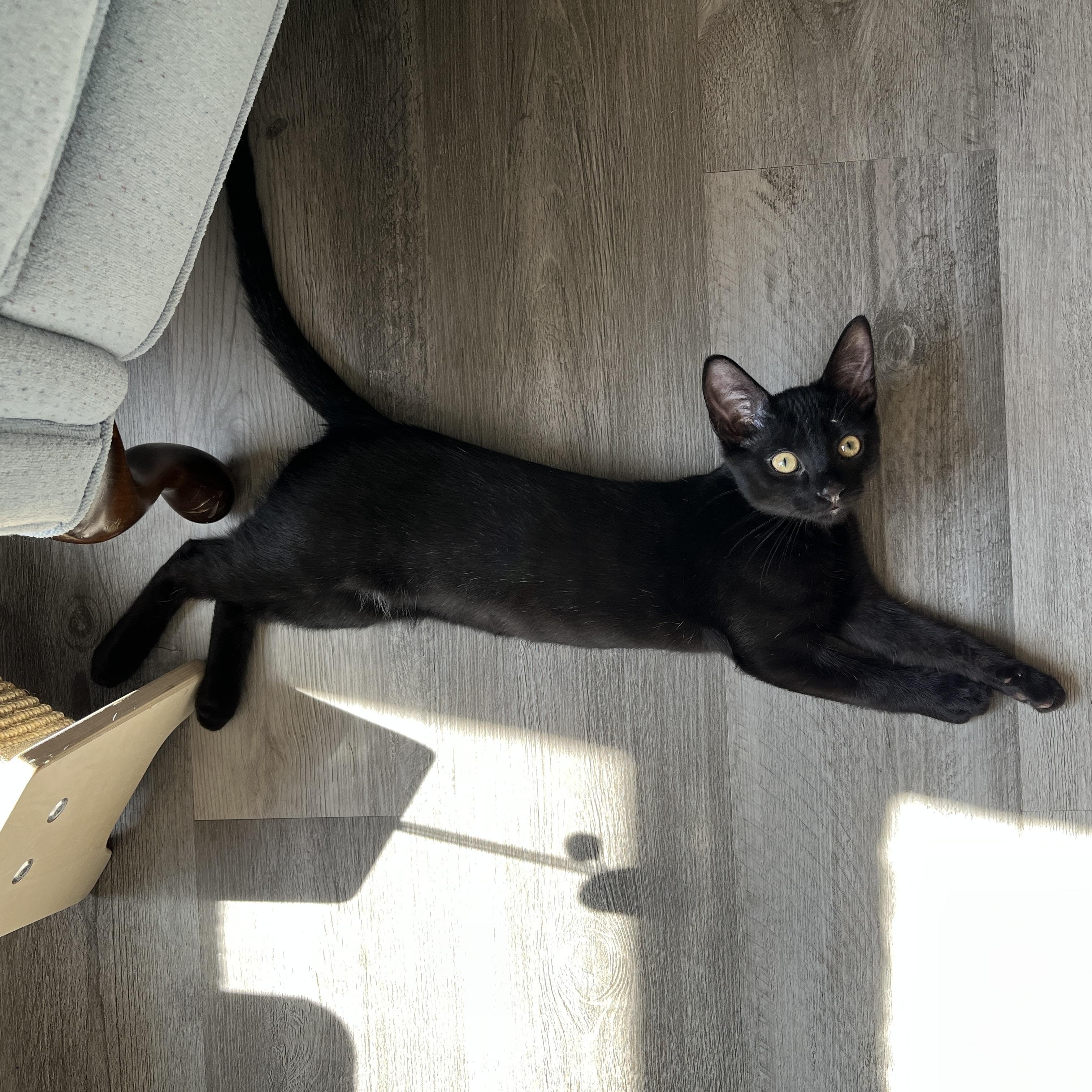 Enlarge Kiwi & Mango, a Adoption Pending Domestic Short Hair in Neenah, WI image 5/6