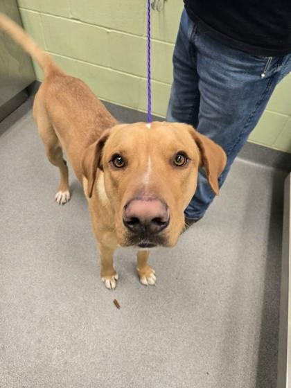 Mustard, Adoptable, Young Male Labrador Retriever & Mixed Breed.