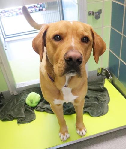 Enlarge Mustard, a Adoptable mixed breed in Longview, TX image 3/3