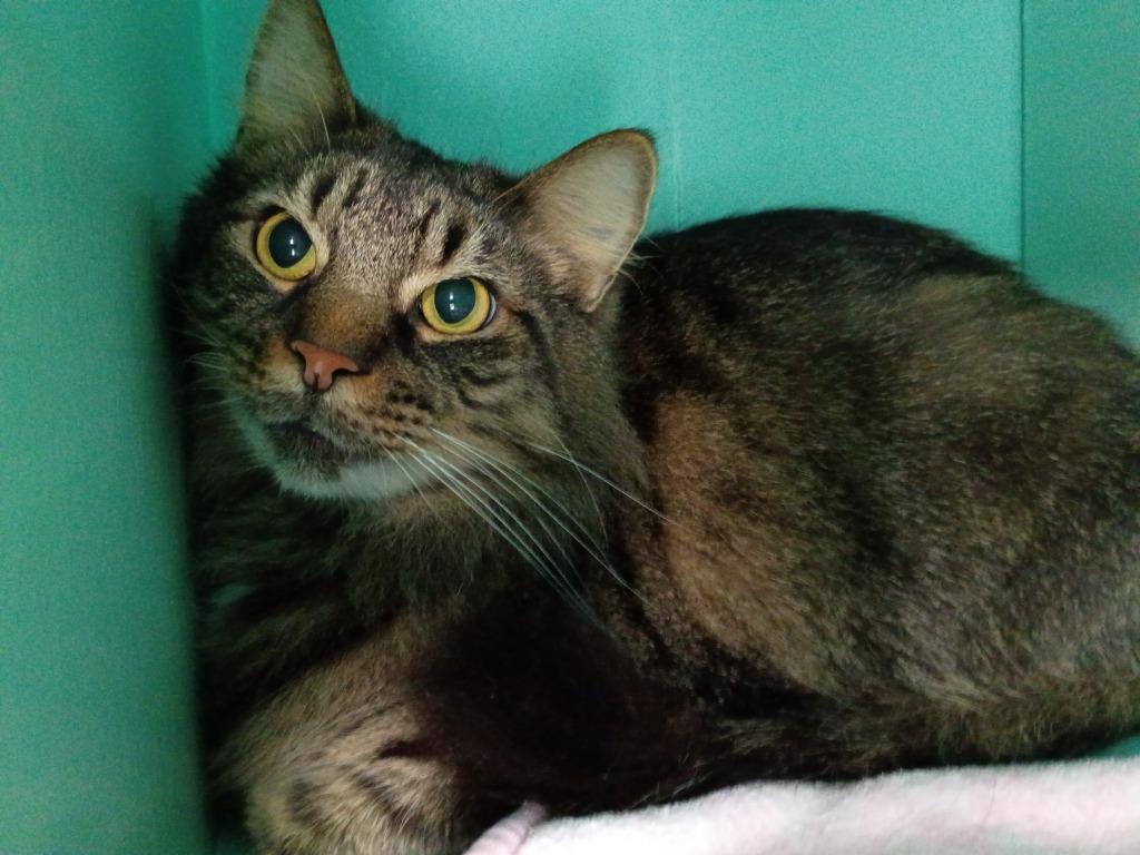 Enlarge Mullet, a Adoptable mixed breed in Hamilton, OH image 1/2