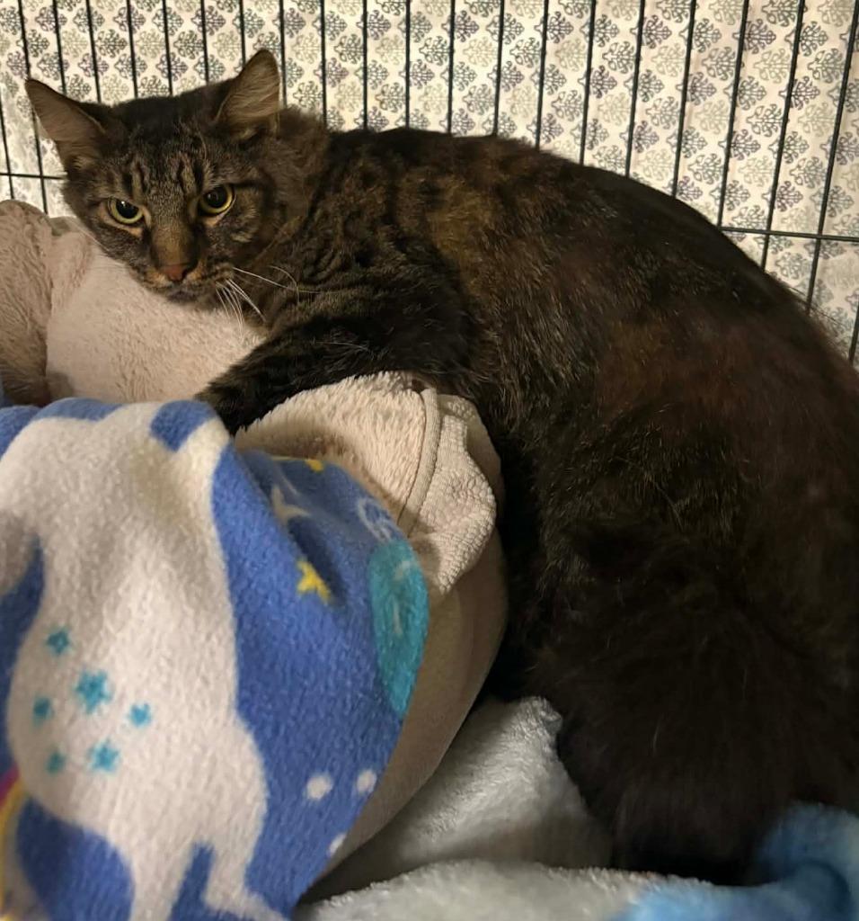 Enlarge Mullet, a Adoptable mixed breed in Hamilton, OH image 2/2