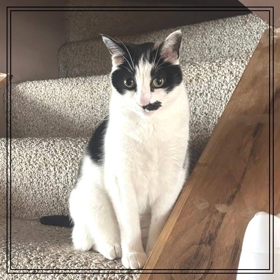 Enlarge Little Ricky, a Adoptable Domestic Short Hair in Monroe, MI image 1/2