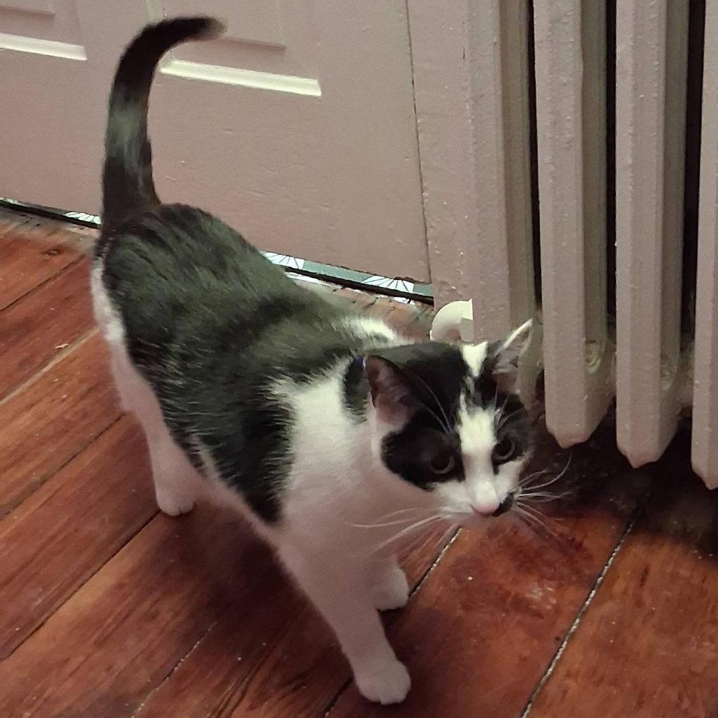 Enlarge Little Ricky, a Adoptable Domestic Short Hair in Monroe, MI image 2/2