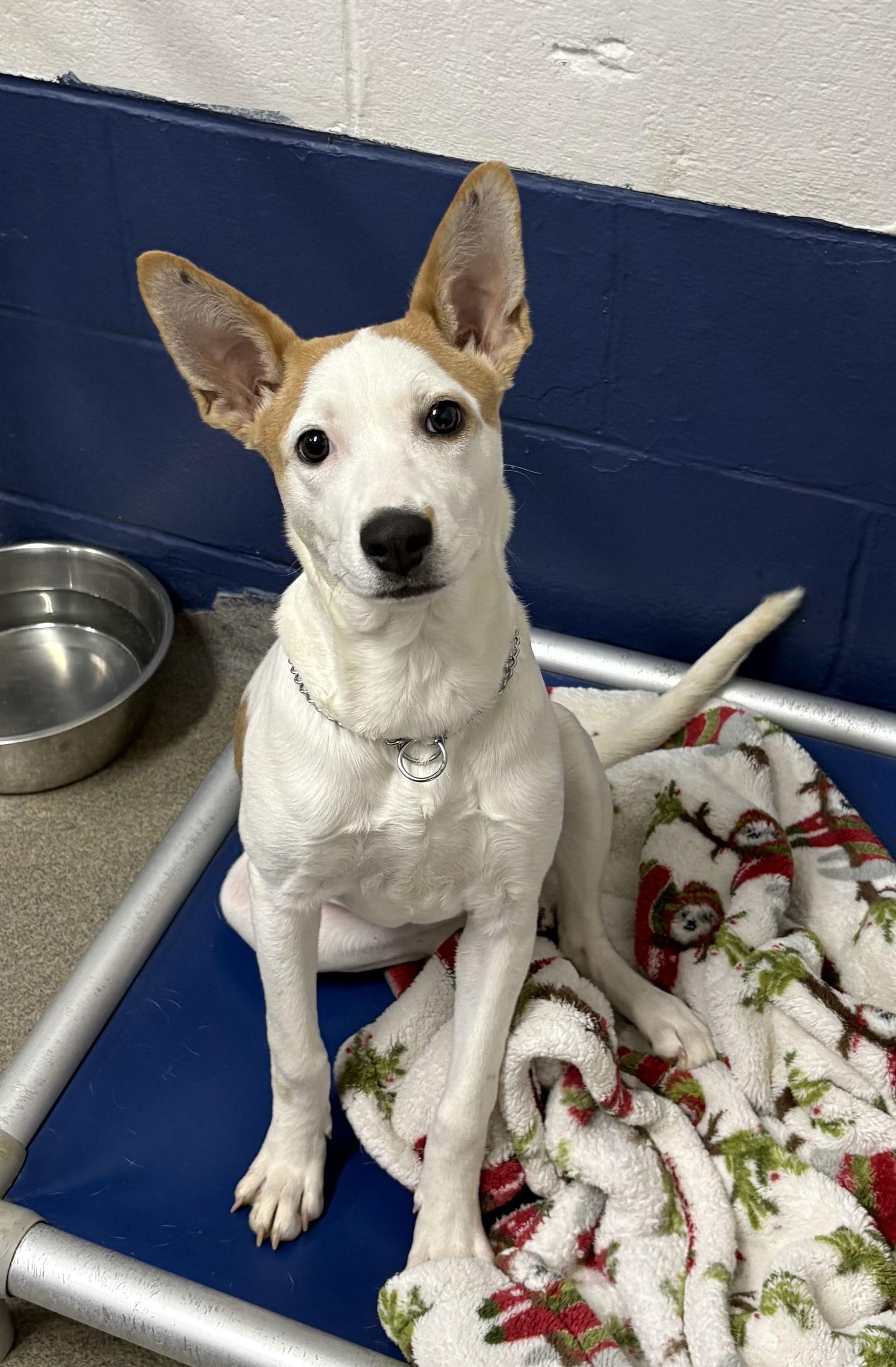 Solita 4 months, Adopted, Young Female Jack Russell Terrier.