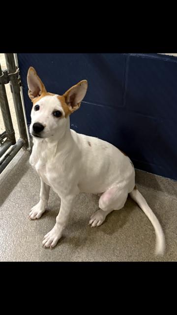 Solita 4 months, a Adopted Jack Russell Terrier in Sterling, MA image 2/2