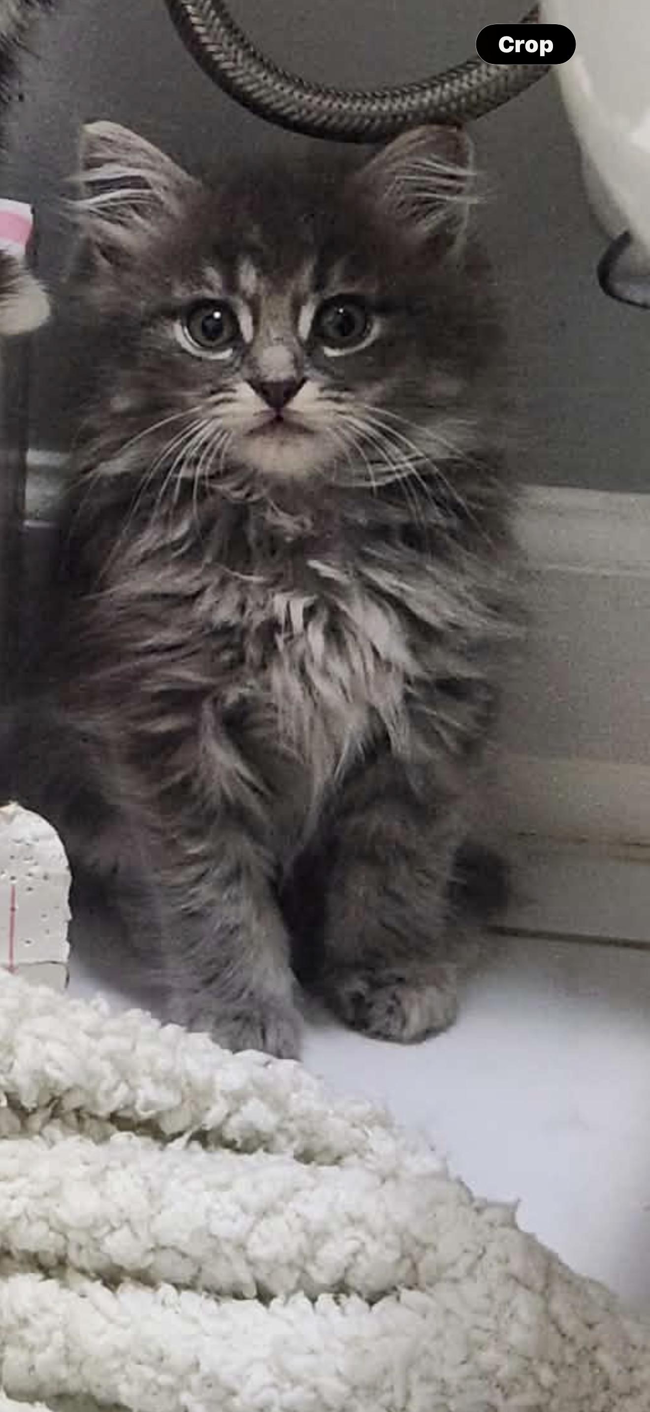 Enlarge Pierogi, a ADOPTABLE Domestic Long Hair in Charlotte, NC image 3/4