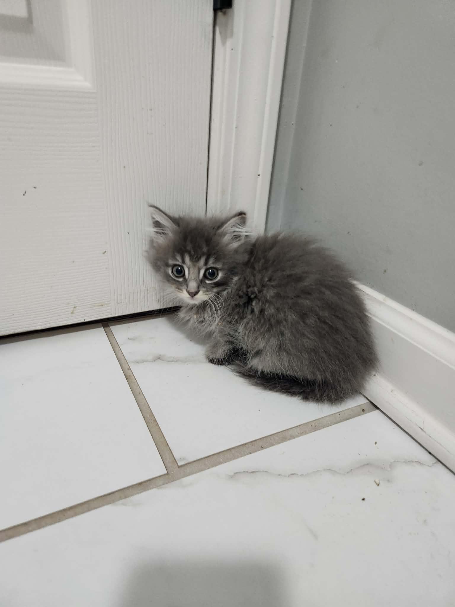 Pierogi, ADOPTABLE, Kitten Male Domestic Long Hair.