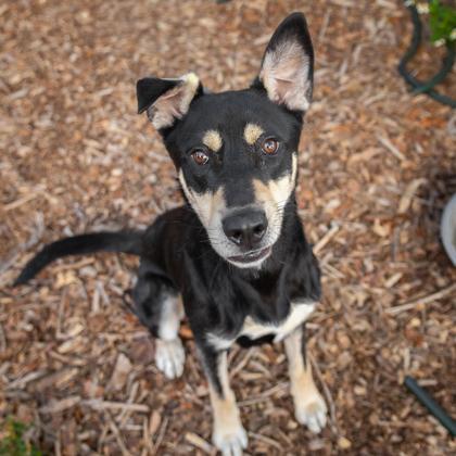 Enlarge Chadwick, a Adoptable mixed breed in Largo, FL image 1/3