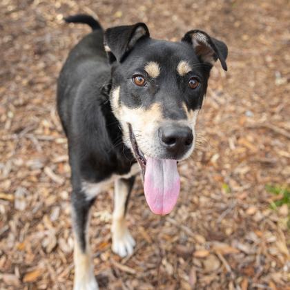 Enlarge Chadwick, a Adoptable mixed breed in Largo, FL image 2/3