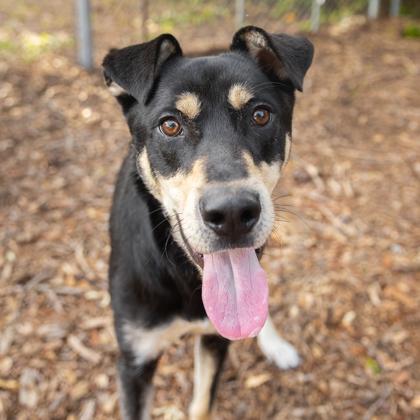 Enlarge Chadwick, a Adoptable mixed breed in Largo, FL image 3/3