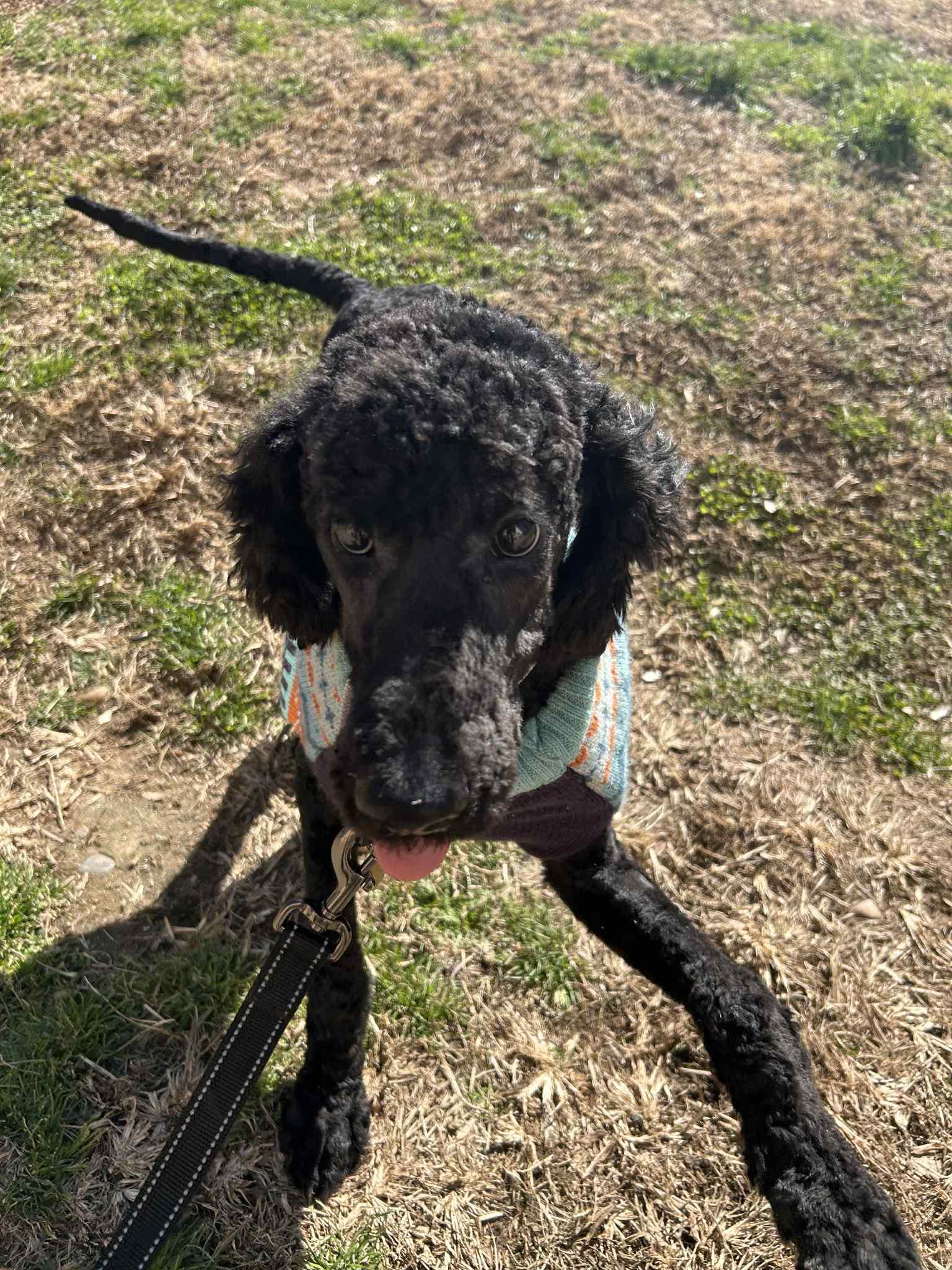 Enlarge Ziggy, an adopted mixed breed in Shermans Dale, PA image 2/6