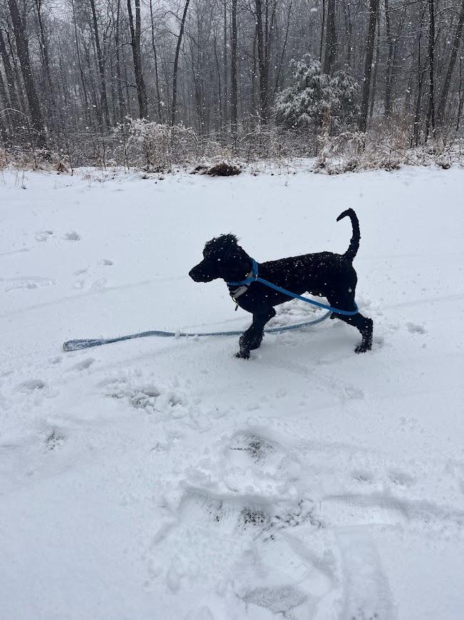 Enlarge Ziggy, an adopted mixed breed in Shermans Dale, PA image 6/6
