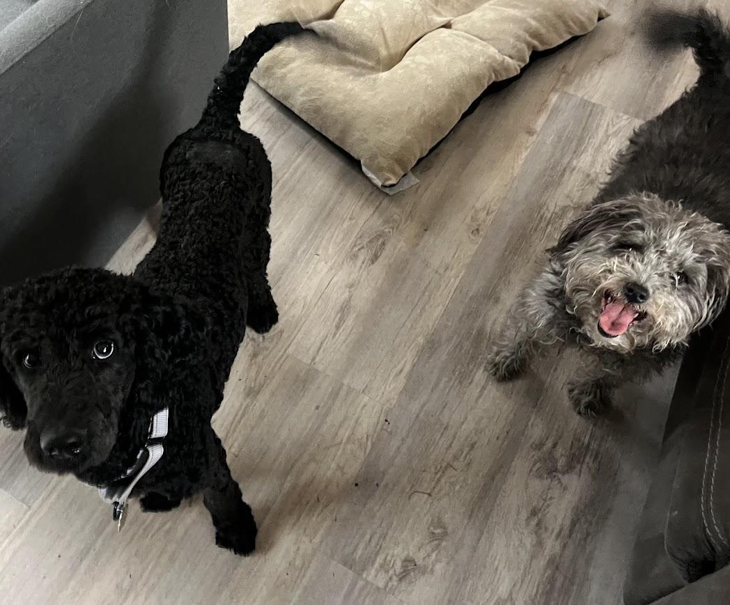 Enlarge Ziggy, an adopted mixed breed in Shermans Dale, PA image 5/6