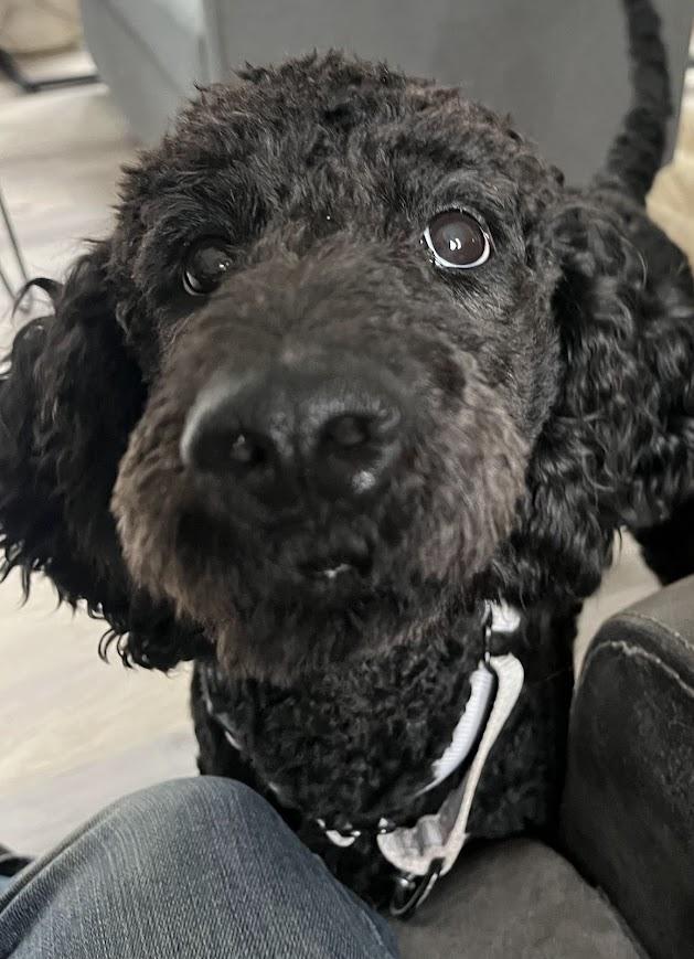 Enlarge Ziggy, an adopted mixed breed in Shermans Dale, PA image 3/6