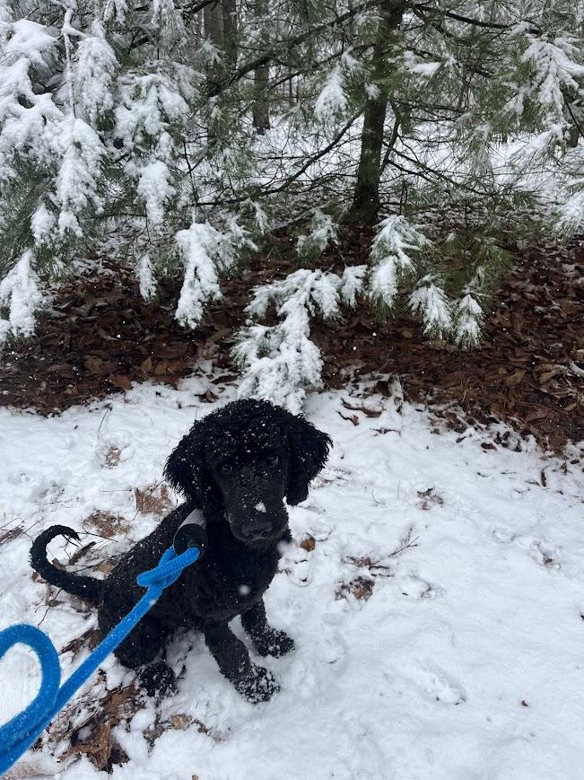 Enlarge Ziggy, an adopted mixed breed in Shermans Dale, PA image 4/6