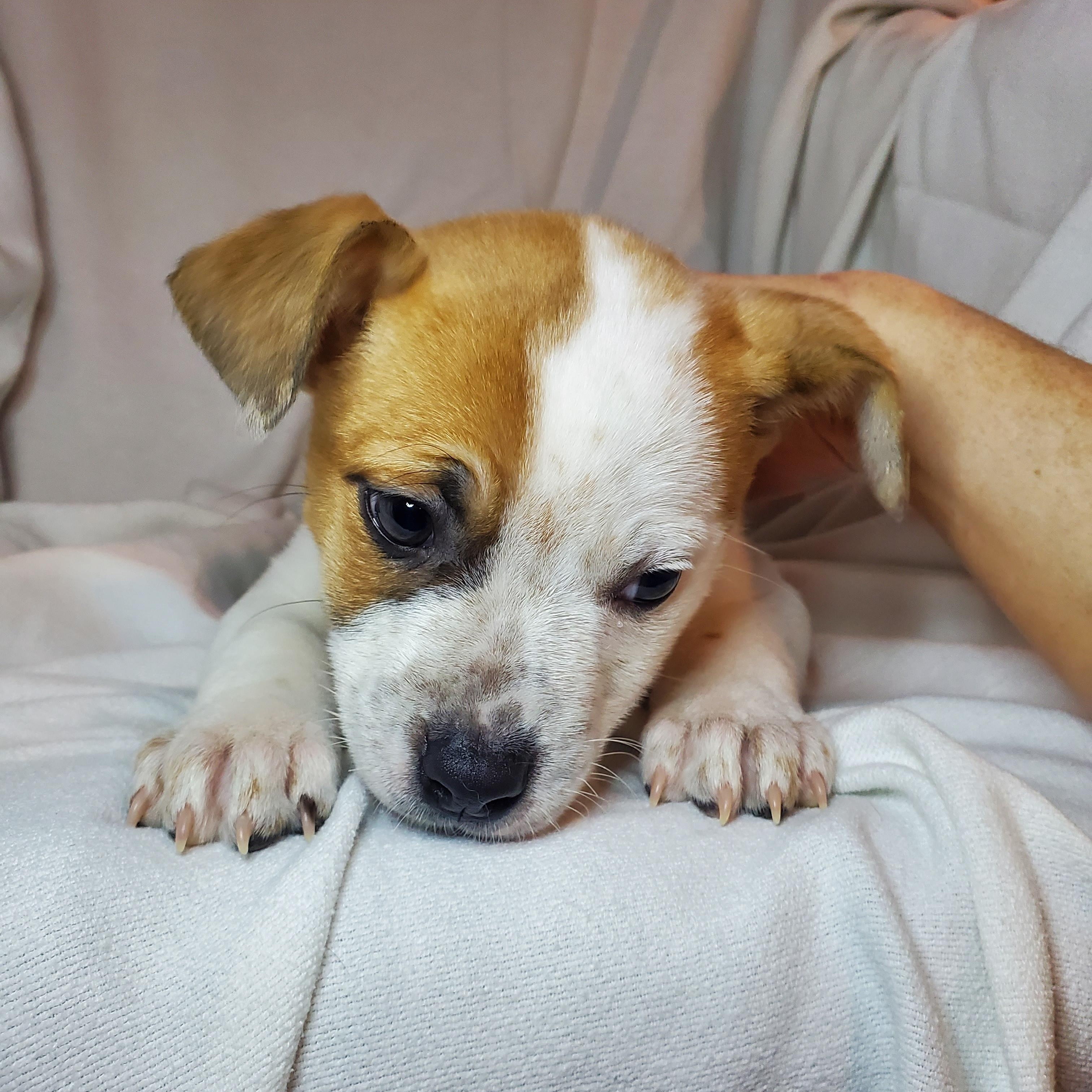 Marcia, Adoptable, Puppy Female Mixed Breed.