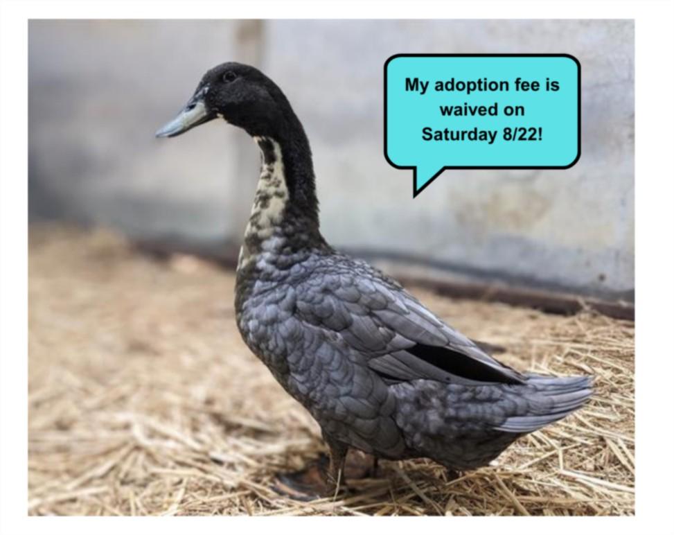 PACO, Adoptable, Young Male Duck.