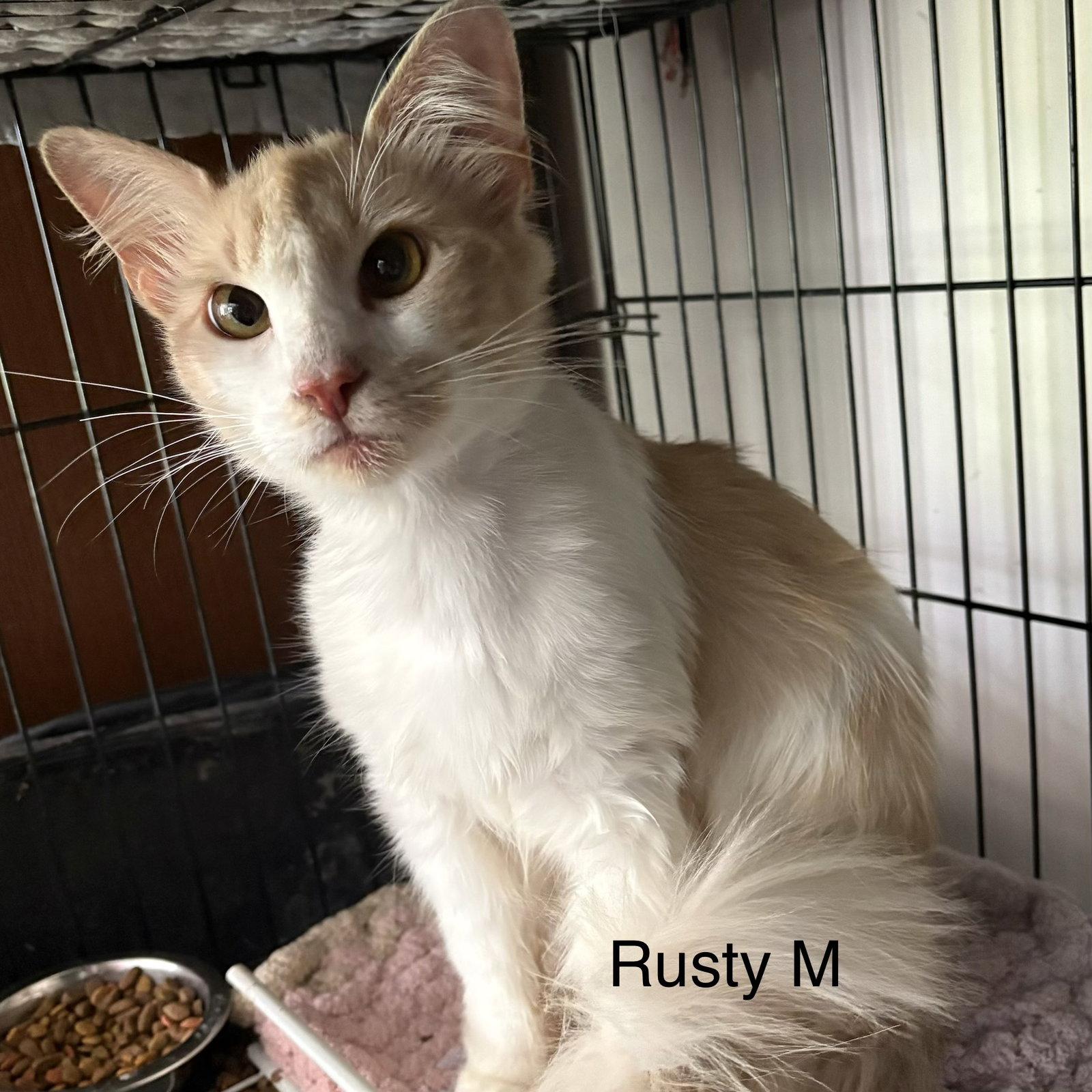 Rusty (th), Adopted, Young Male Domestic Medium Hair.
