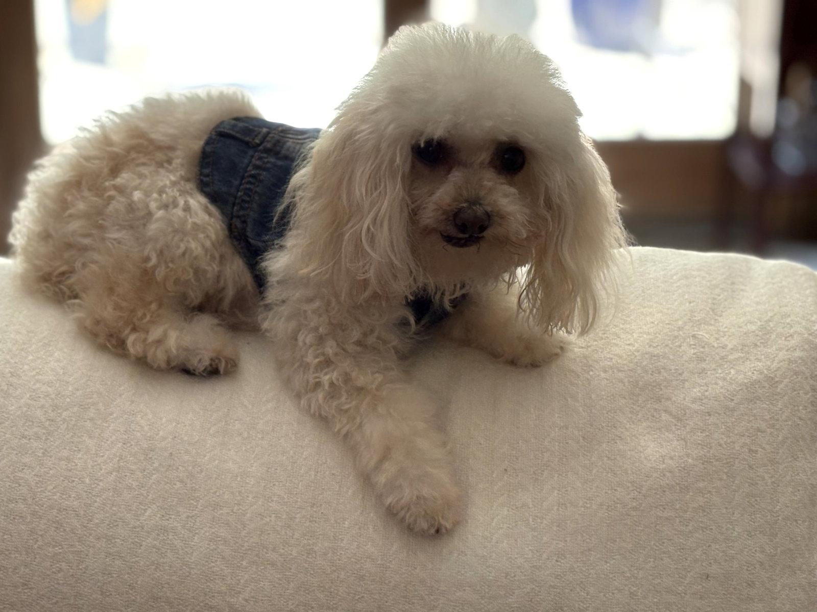 Jimmy John, Adoptable, Senior Male Poodle.