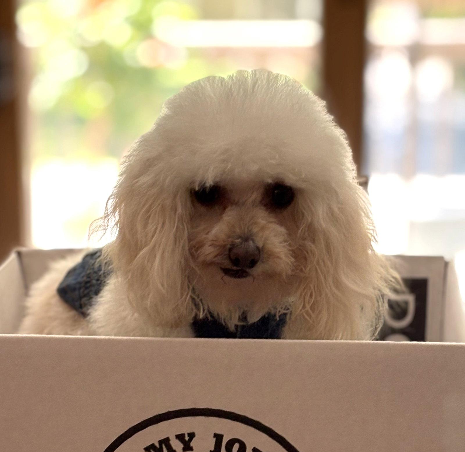 Jimmy John, a Adoptable Poodle in Wheaton, IL image 2/3