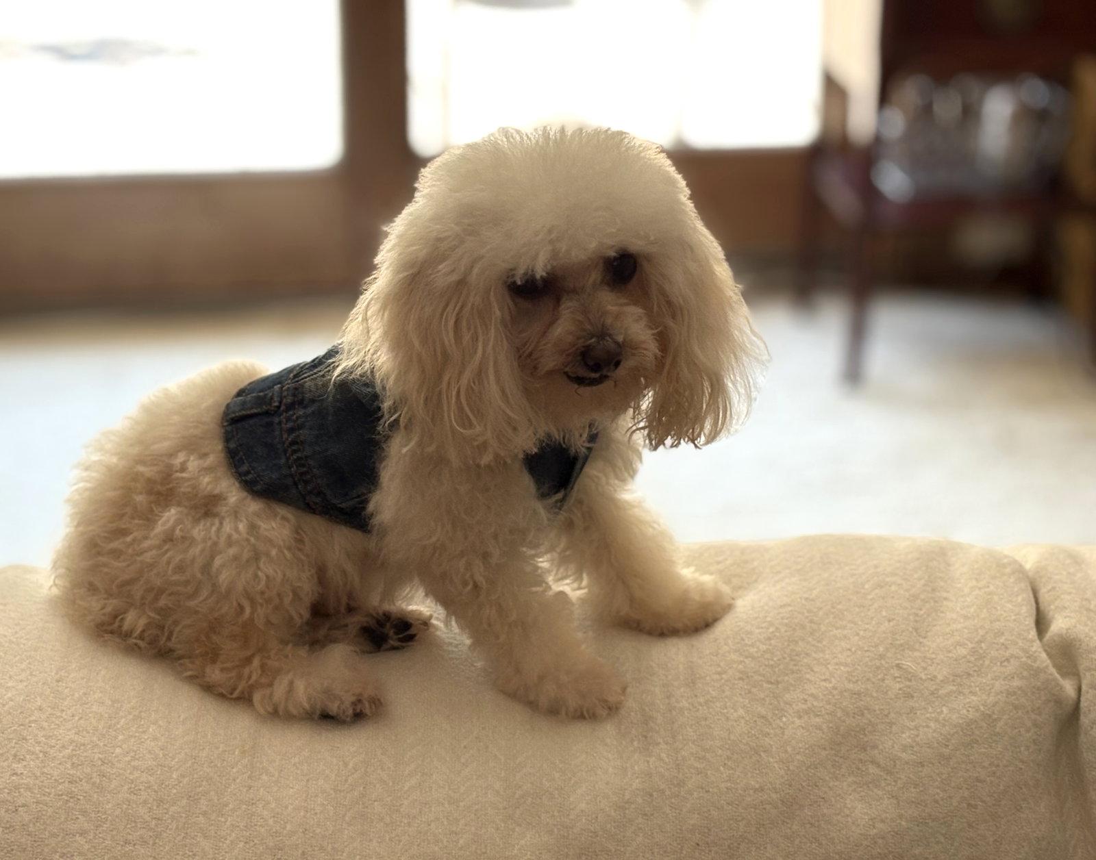 Jimmy John, a Adoptable Poodle in Wheaton, IL image 3/3