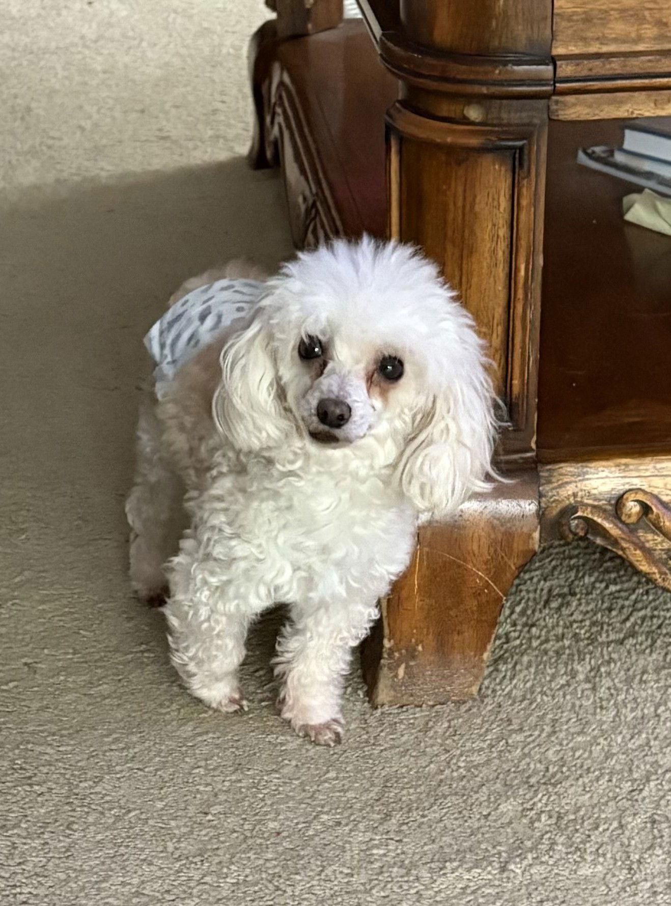 Jimmy John, Adoptable, Senior Male Poodle.