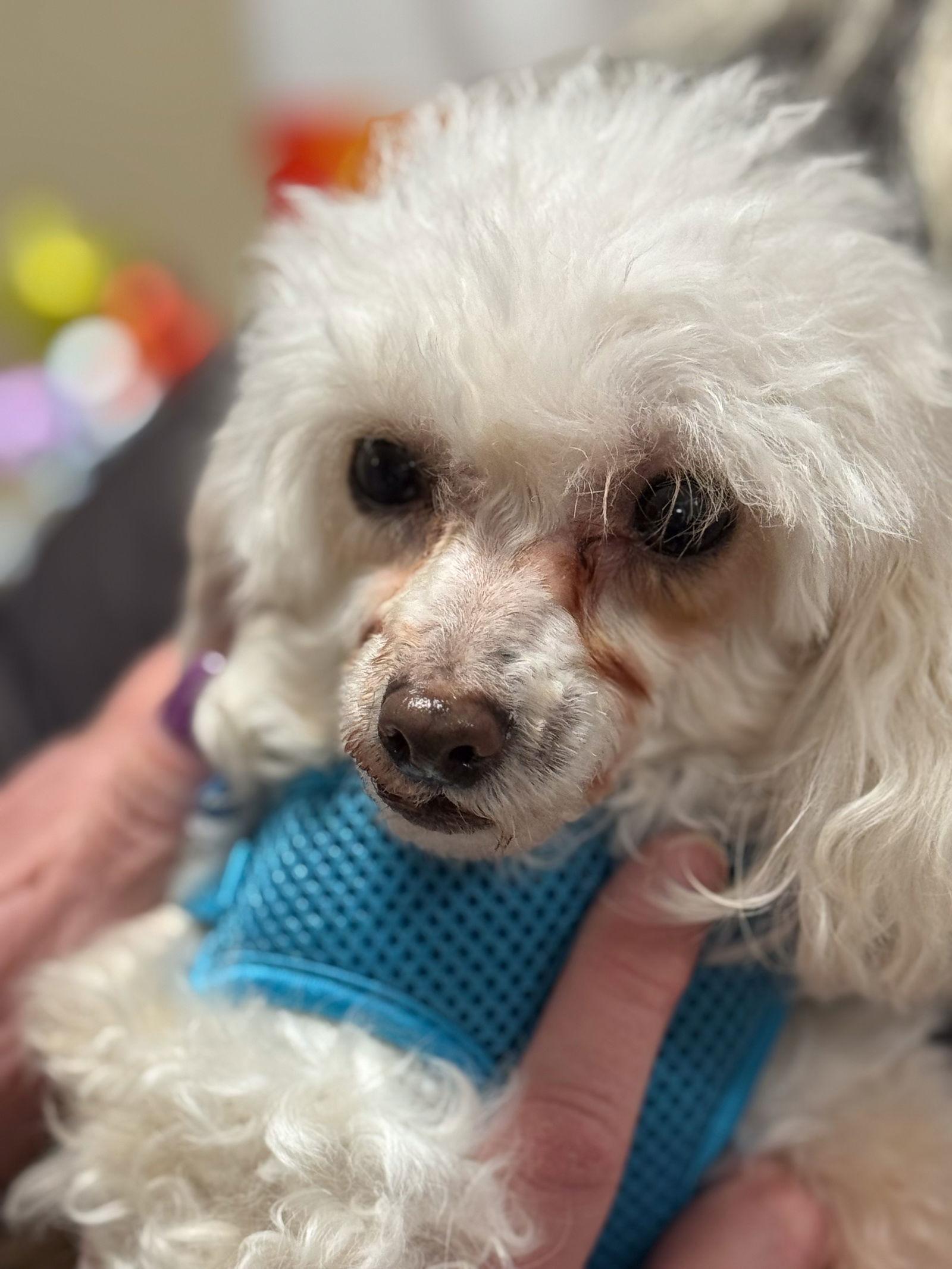 Jimmy John, a Adoptable Poodle in Wheaton, IL image 2/3