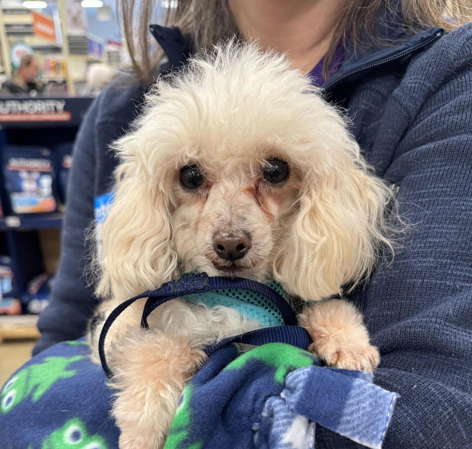 Jimmy John, a Adoptable Poodle in Wheaton, IL image 3/3