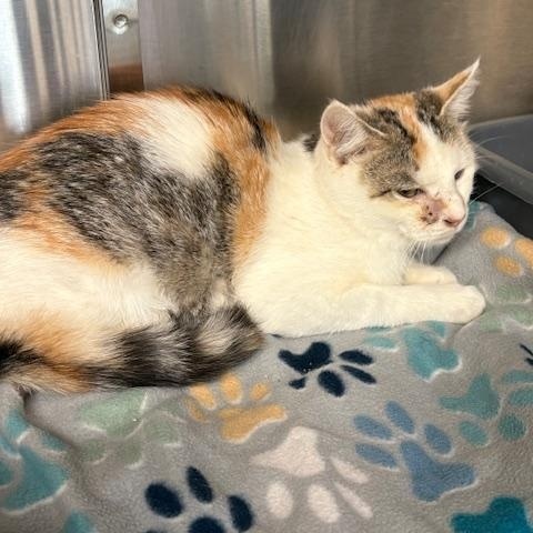 Ginny, ADOPTABLE, Adult Female Domestic Short Hair.