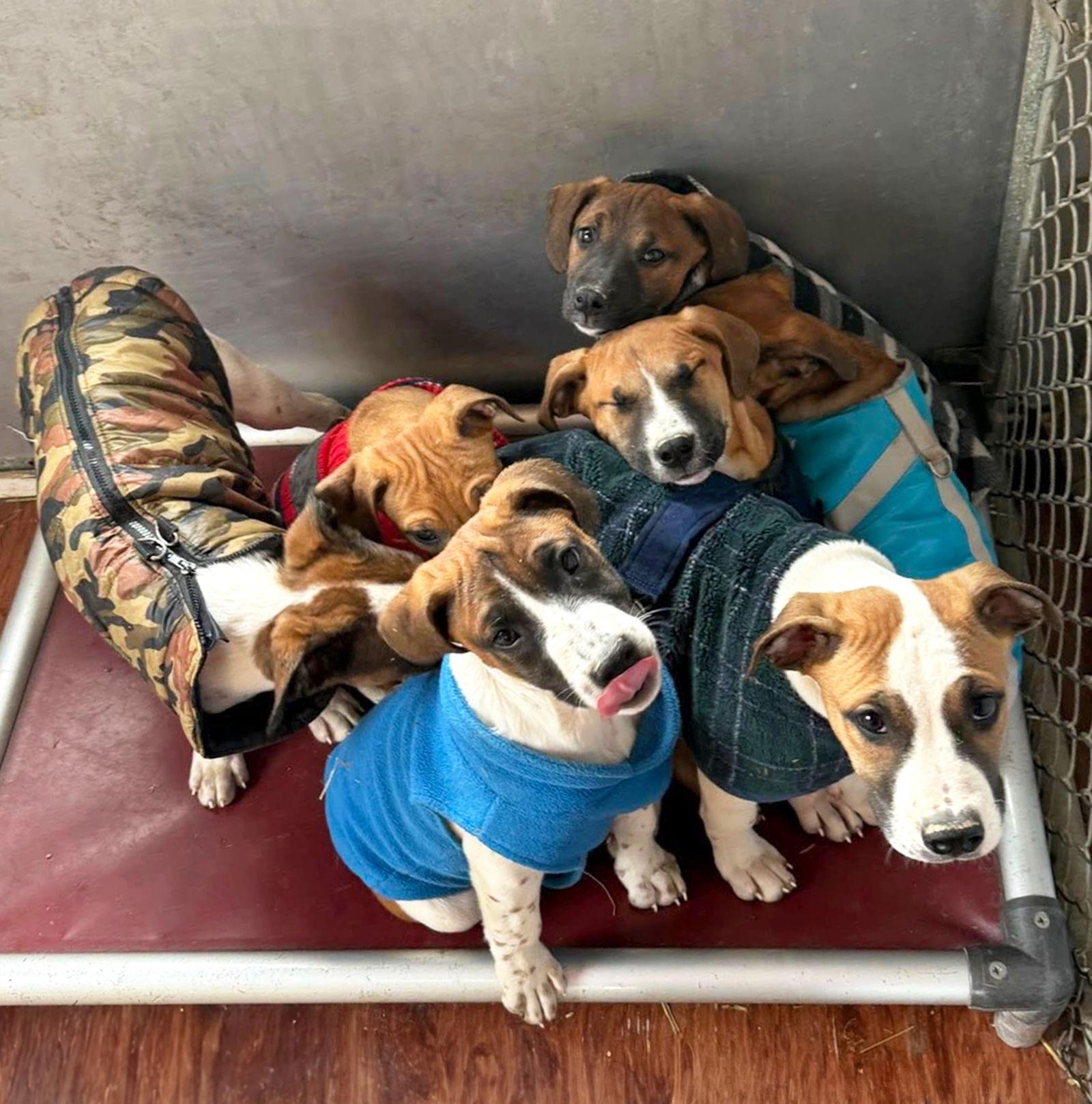 Hound Mix Pups Girls