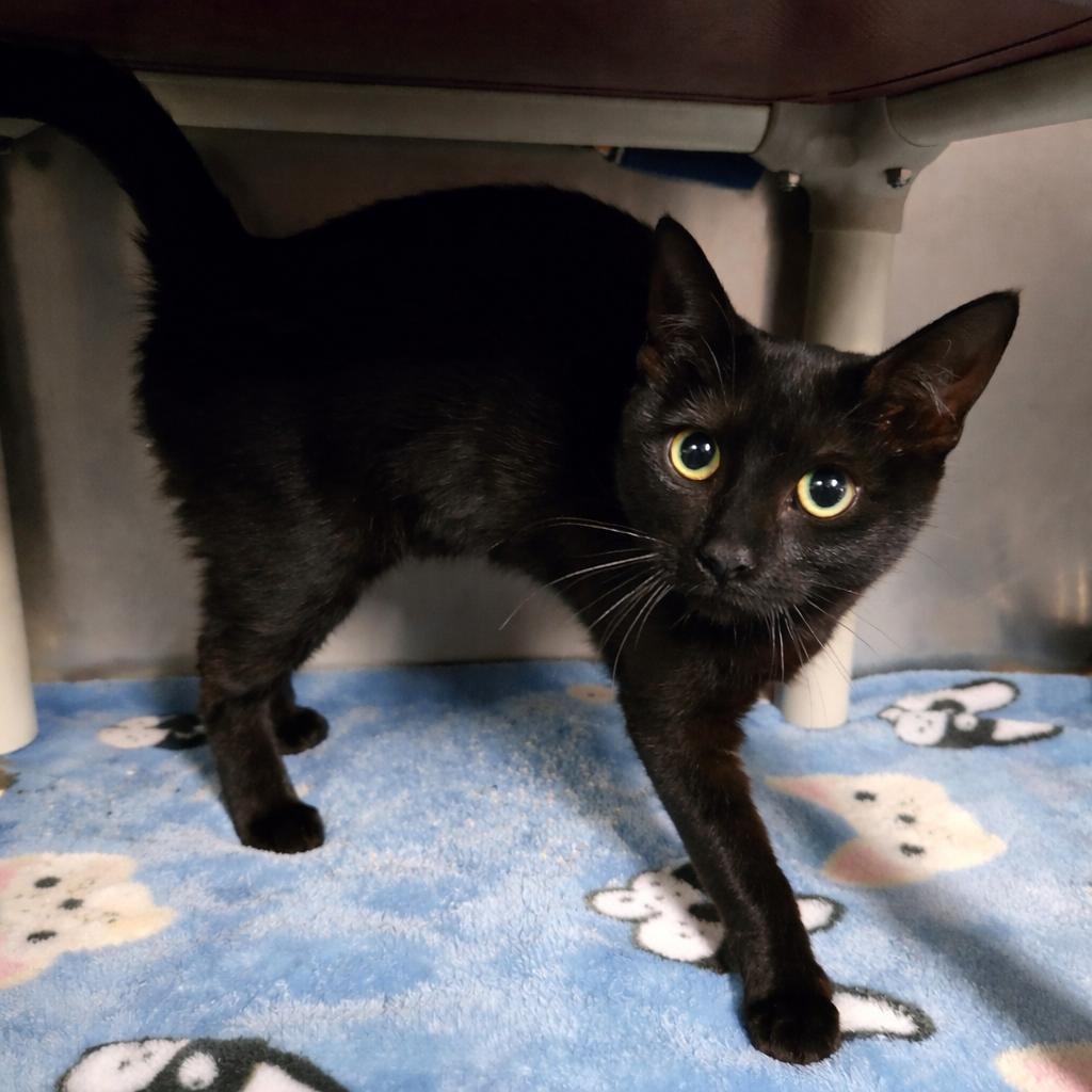 Cleo, Adopted, Kitten Female Domestic Short Hair.