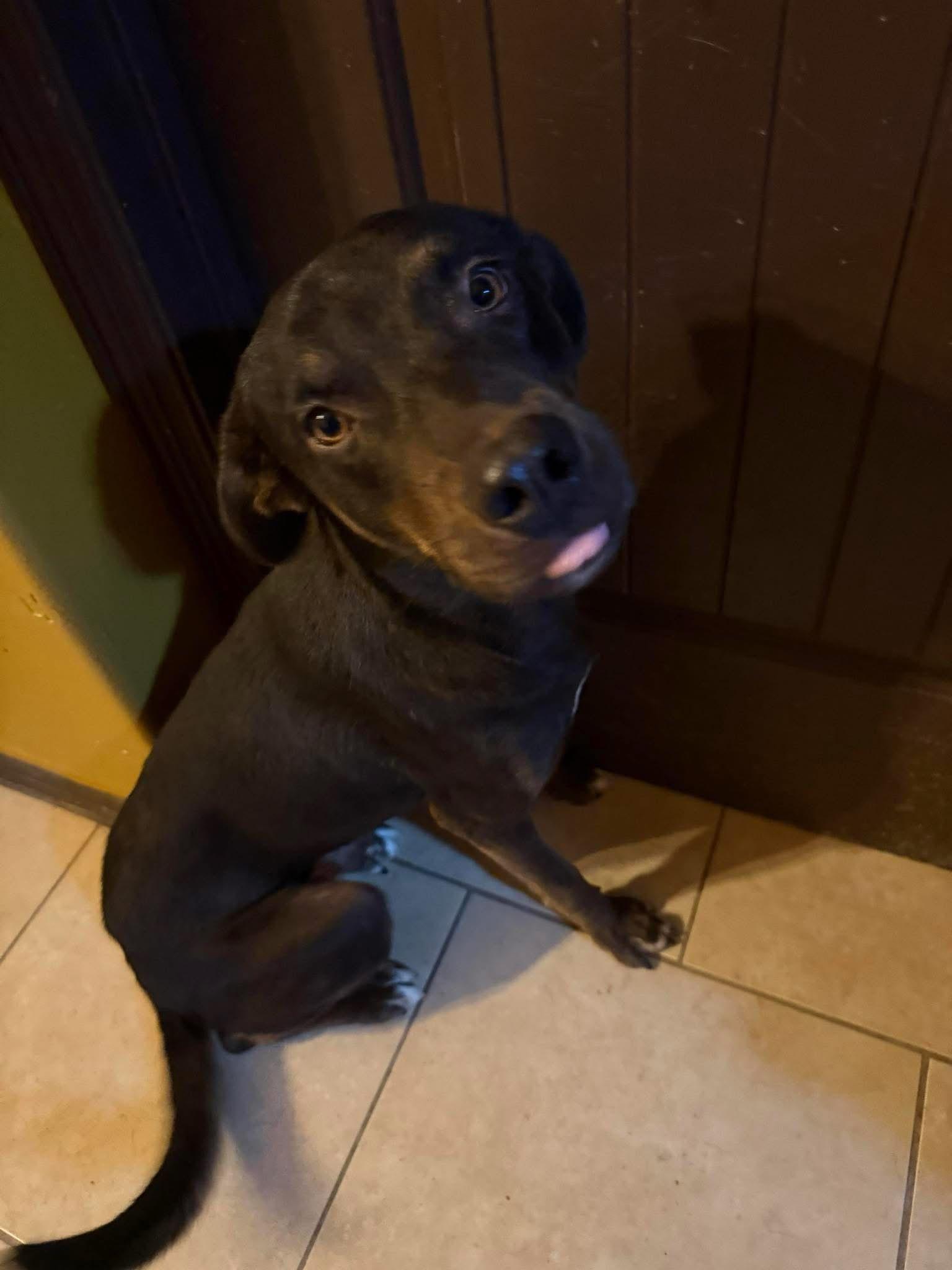 Houdini, a Adoptable mixed breed in Woodstock, ON image 3/3