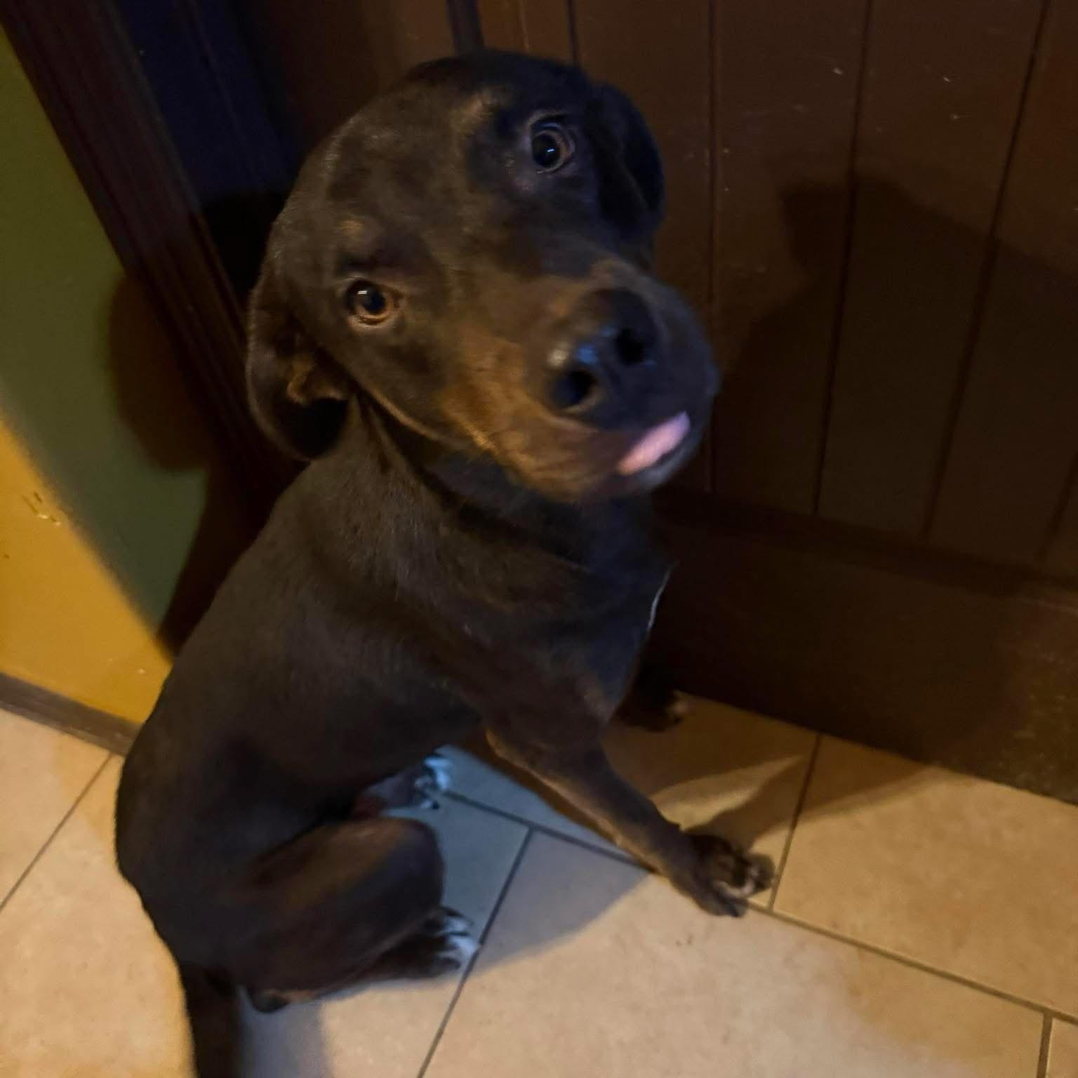 Houdini, an adoptable mixed breed in Woodstock, ON image 5/5