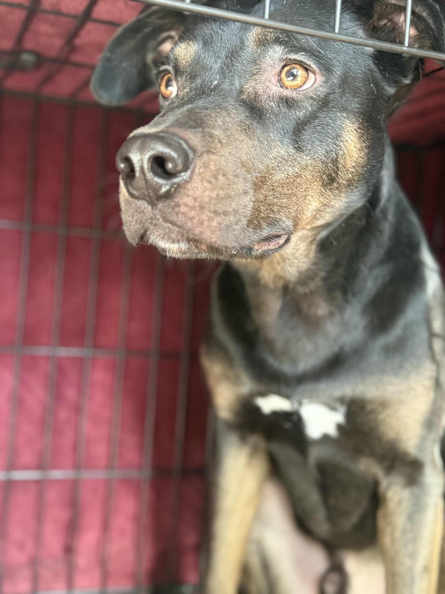 Houdini, an adoptable mixed breed in Woodstock, ON image 3/5