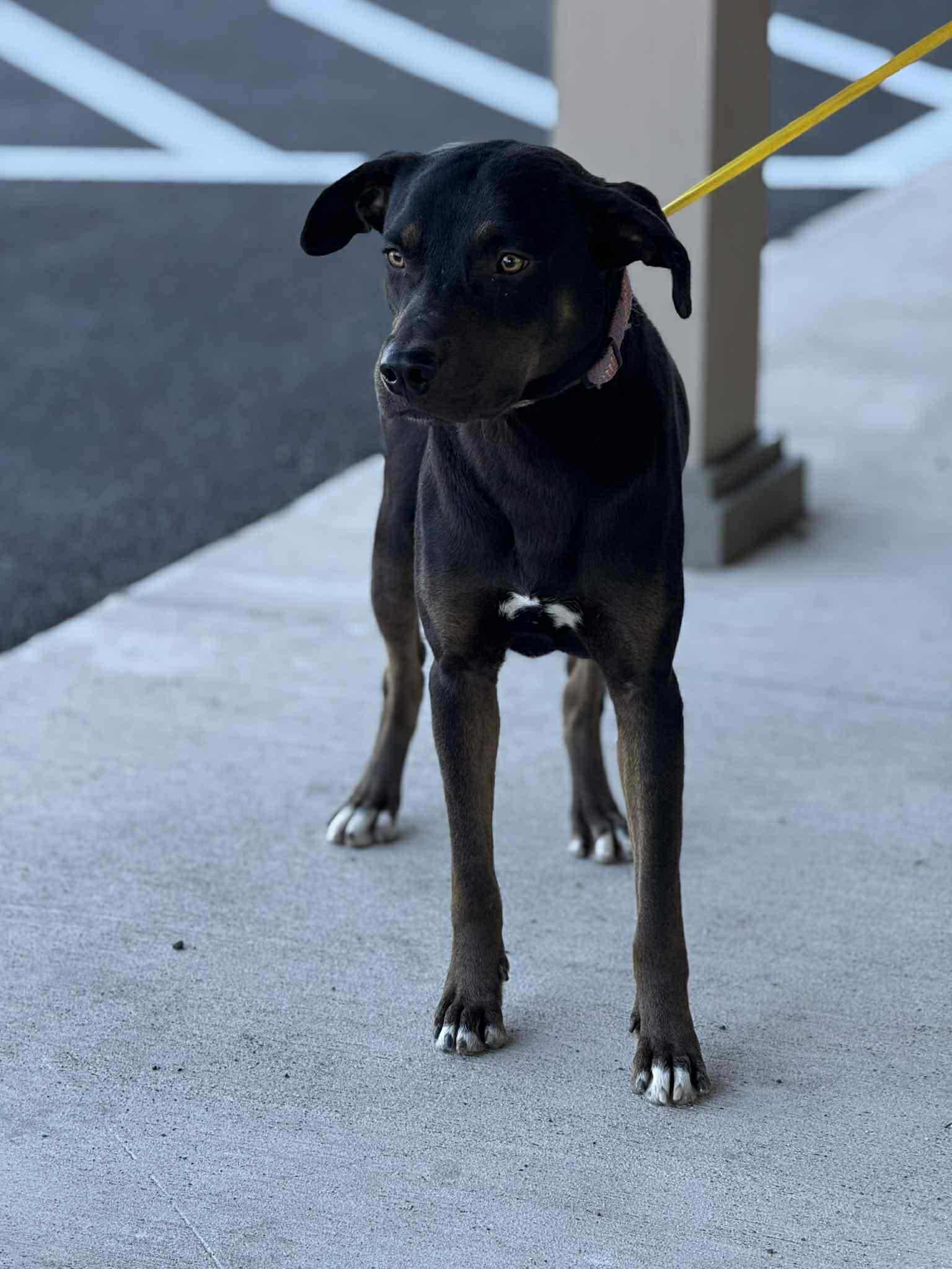 Houdini, a Adoptable mixed breed in Woodstock, ON image 2/3