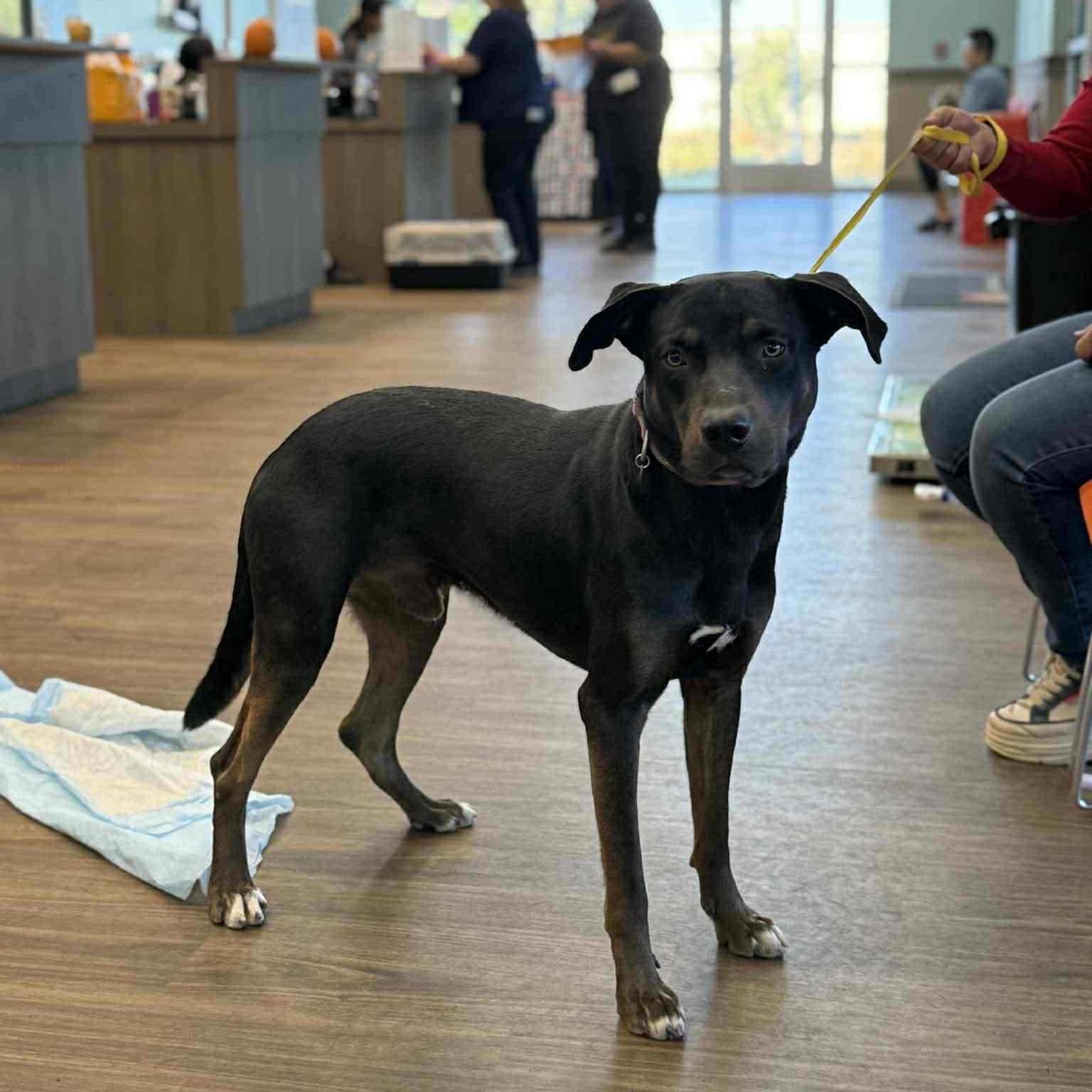Houdini, Adoptable, Adult Male Labrador Retriever & American Bully.