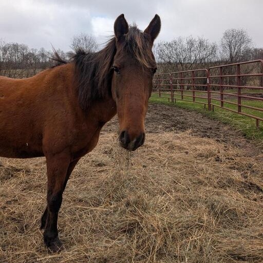 Daisy, a ADOPTABLE Mustang in Cooperstown, NY image 1/5
