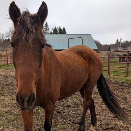 Daisy, a ADOPTABLE Mustang in Cooperstown, NY image 3/5