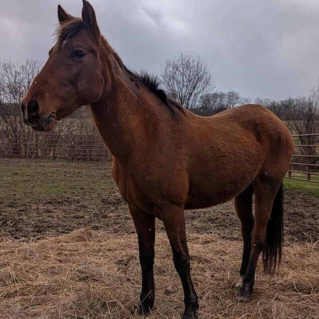 Daisy, a ADOPTABLE Mustang in Cooperstown, NY image 5/5