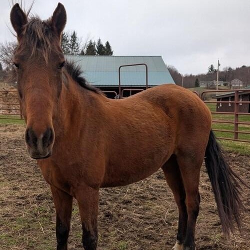 Daisy, a ADOPTABLE Mustang in Cooperstown, NY image 4/5