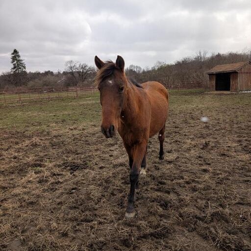 Daisy, a ADOPTABLE Mustang in Cooperstown, NY image 2/5