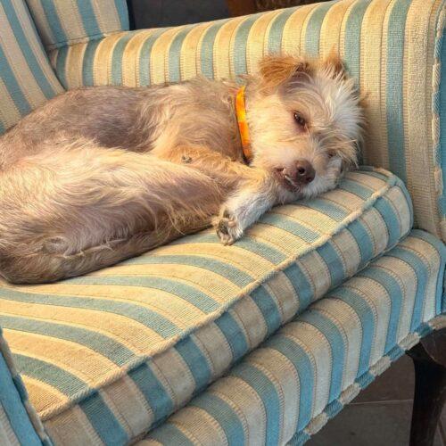 Birch, Adoptable, Young Female Terrier & Mixed Breed.