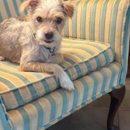 Enlarge Birch, a Adoptable mixed breed in Langley, BC image 3/3