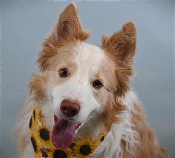 MIEL, Adoptable, Adult Male Border Collie.