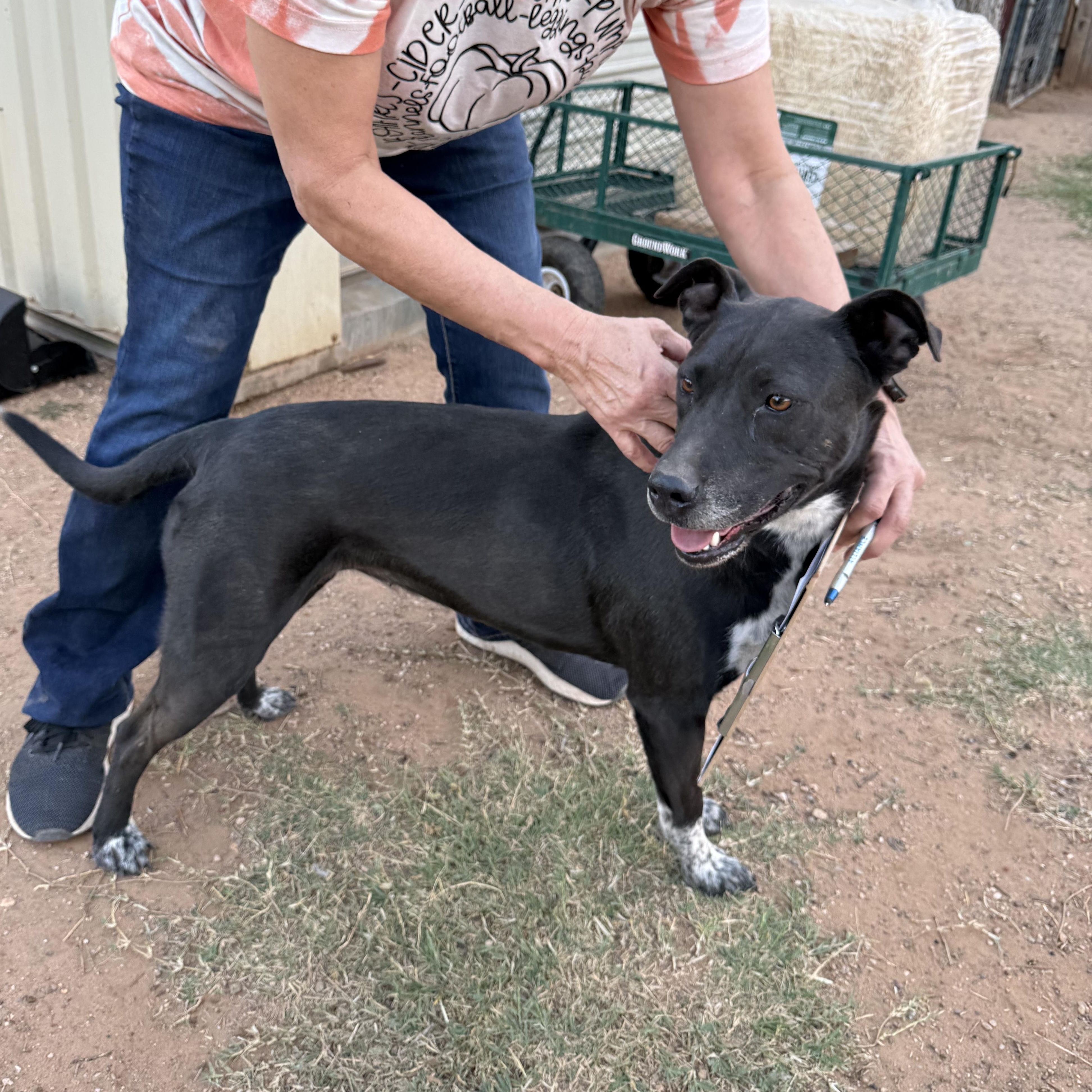 Rhoda, a Adoptable mixed breed in Levelland, TX image 5/6