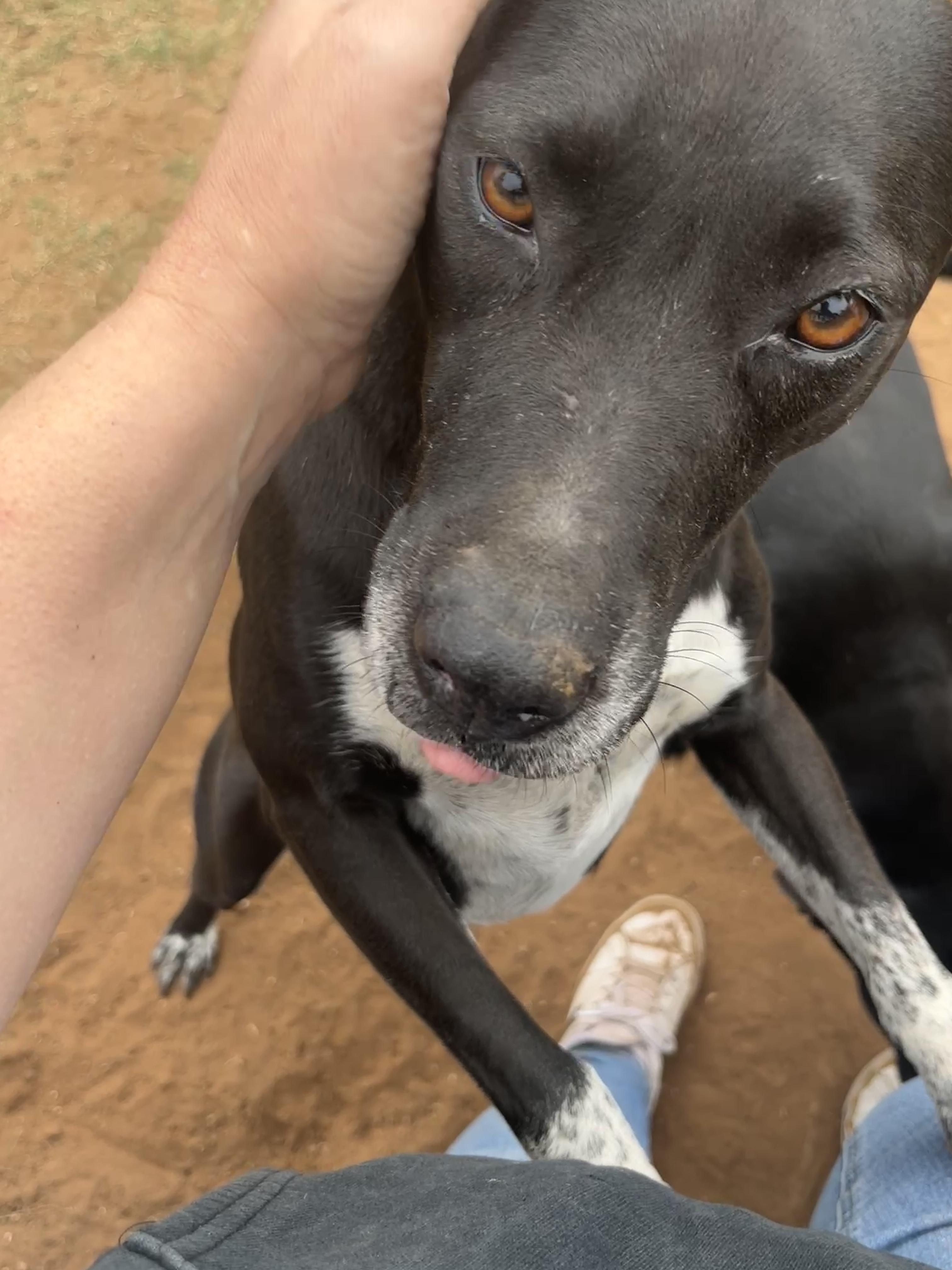 Rhoda, a Adoptable mixed breed in Levelland, TX image 1/6