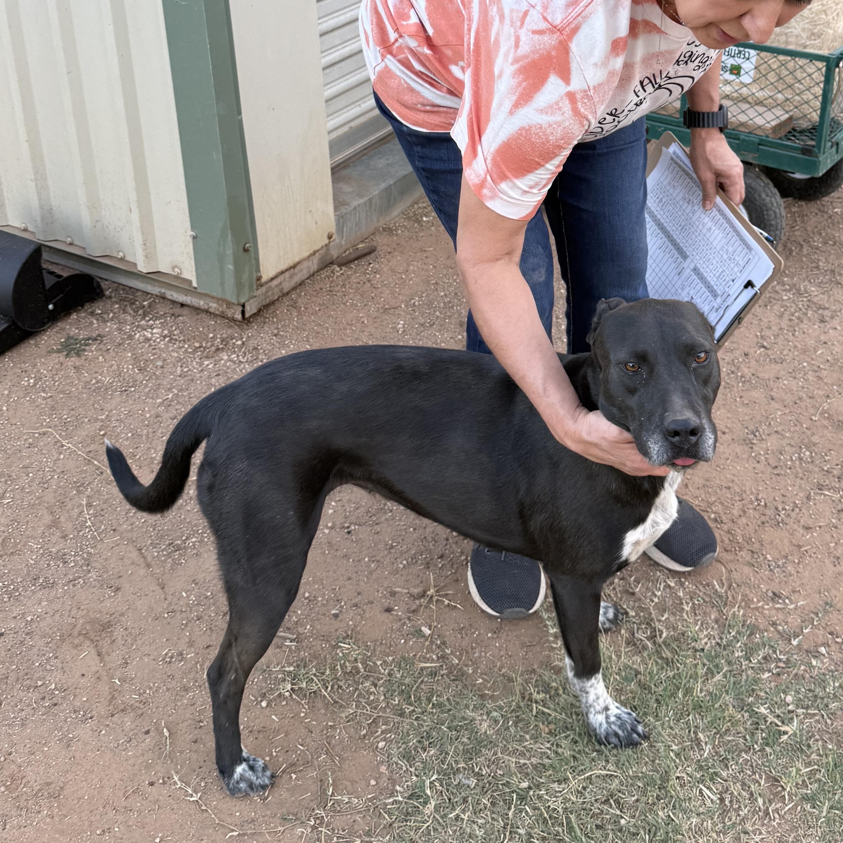 Rhoda, a Adoptable mixed breed in Levelland, TX image 2/6