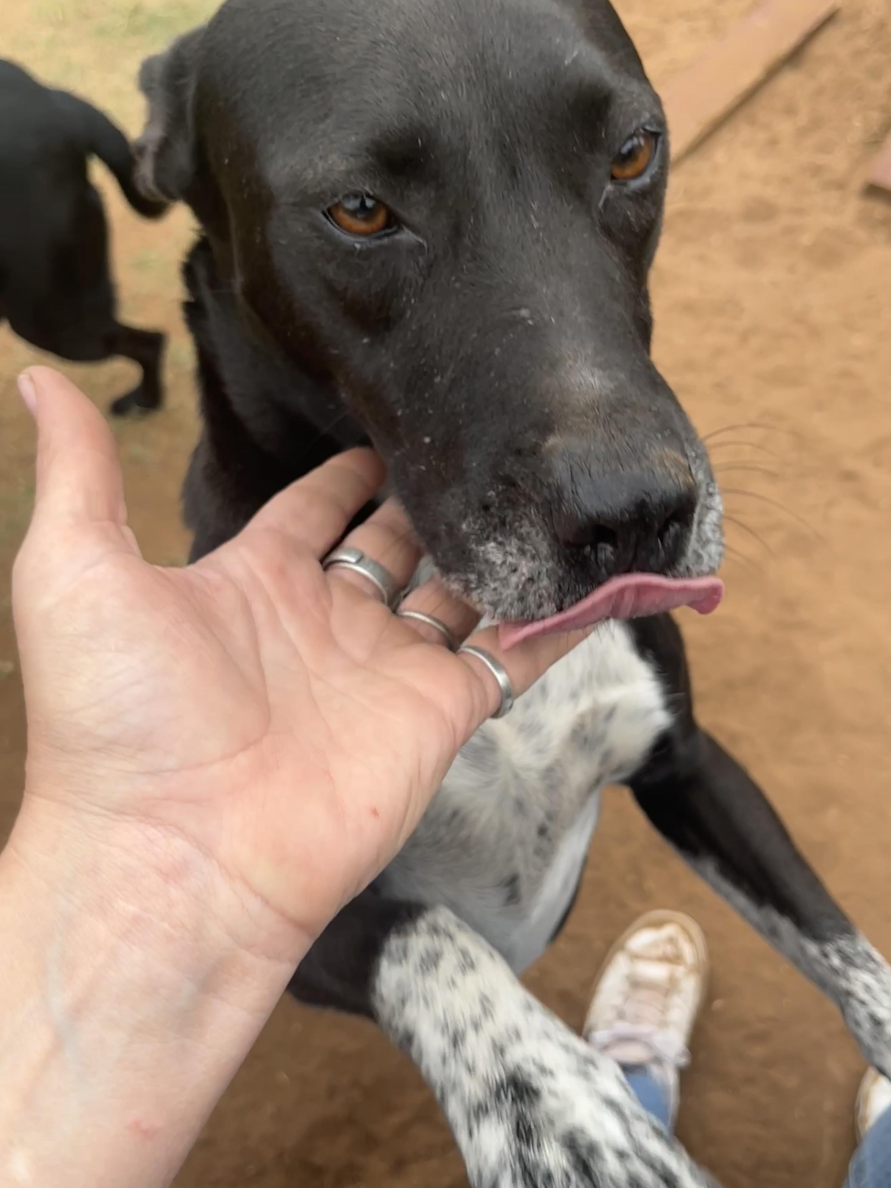 Rhoda, a Adoptable mixed breed in Levelland, TX image 4/6